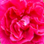 Rózsaszín - Teahibrid rózsa - General MacArthur